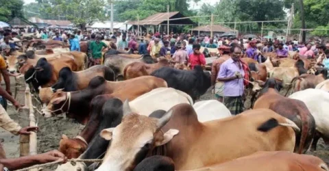 ঈদে পশুর হাটে জাল নোট ঠেকাতে বসছে ব্যাংকের বিশেষ বুথ
