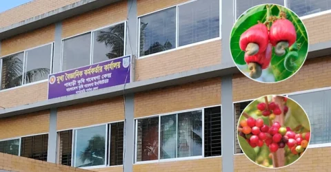 পাহাড়ে কফি ও কাজুবাদাম গবেষণার নামে হরিলুট