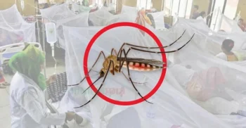 ডেঙ্গুতে এক দিনে ৯ জনের মৃত্যু