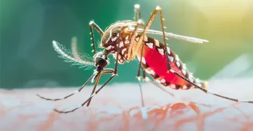 দেশে ডেঙ্গুতে আরও সাতজনের মৃত্যু, আক্রান্ত দুই হাজার ২২৪৯ জন