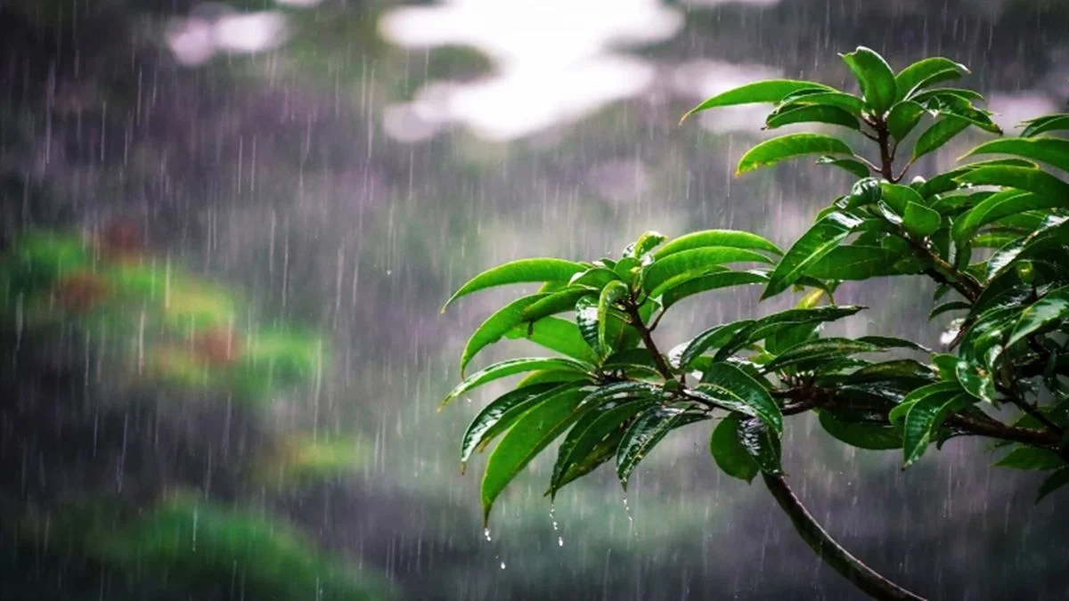 লঘুচাপের প্রভাব ও আজকের আবহাওয়ার পূর্বাভাস
