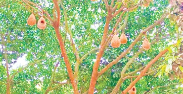 পাখির কিচিরমিচিতে মুখর লক্ষ্মীপুরের সরকারি অফিসপাড়া